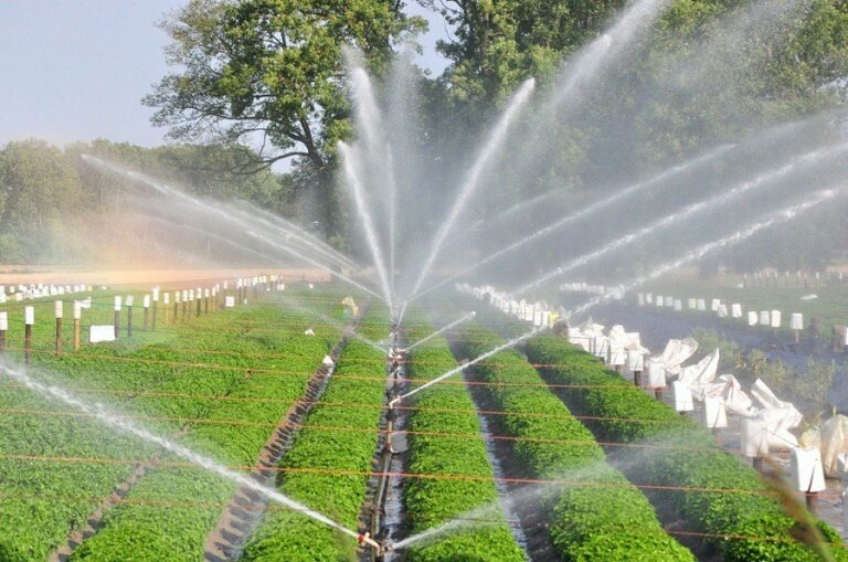 Irrigation System Sweet Voice Pest